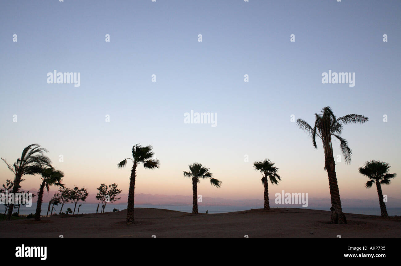 Une silhouette de palmiers au coucher du soleil dans le désert du Sinaï en Égypte avec ciel bleu clair derrière Banque D'Images