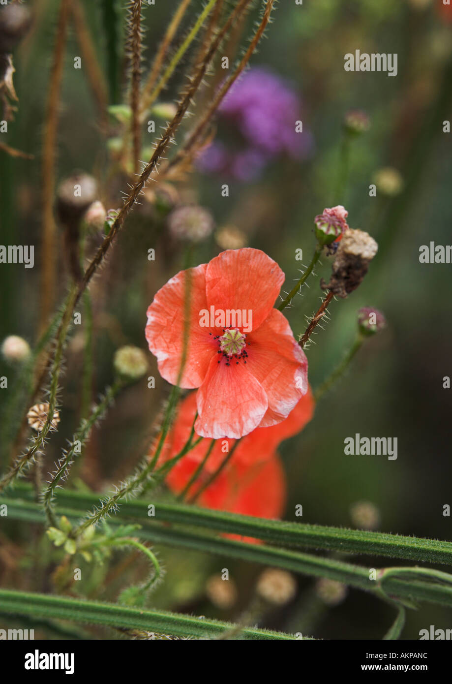 Les rhoeas de pappy commun dans un jardin boisé sombre avec une fleur pourpre floue au foyer doux en arrière-plan sur l'île de wight en angleterre au royaume-uni Banque D'Images