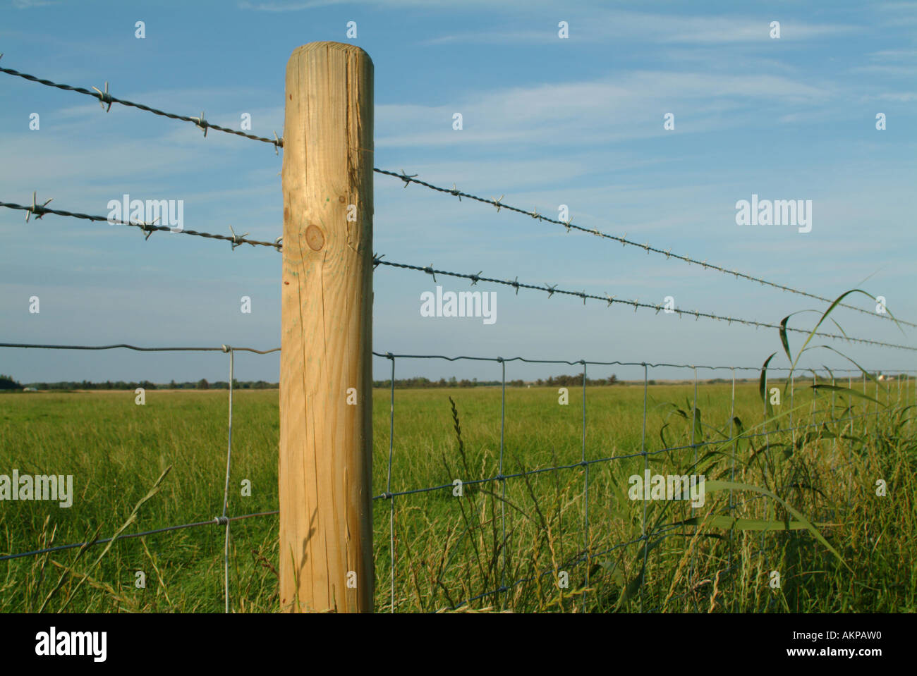 Fil de fer barbelé clôture du bétail, Norfolk, Angleterre, Royaume