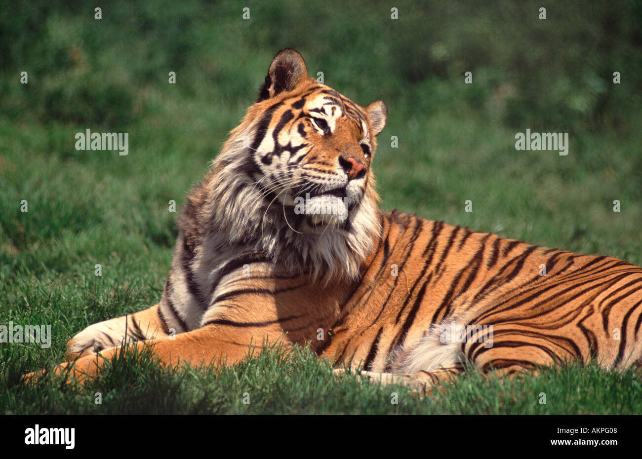 Tiger Zoo Howletts Kent England UK Banque D'Images