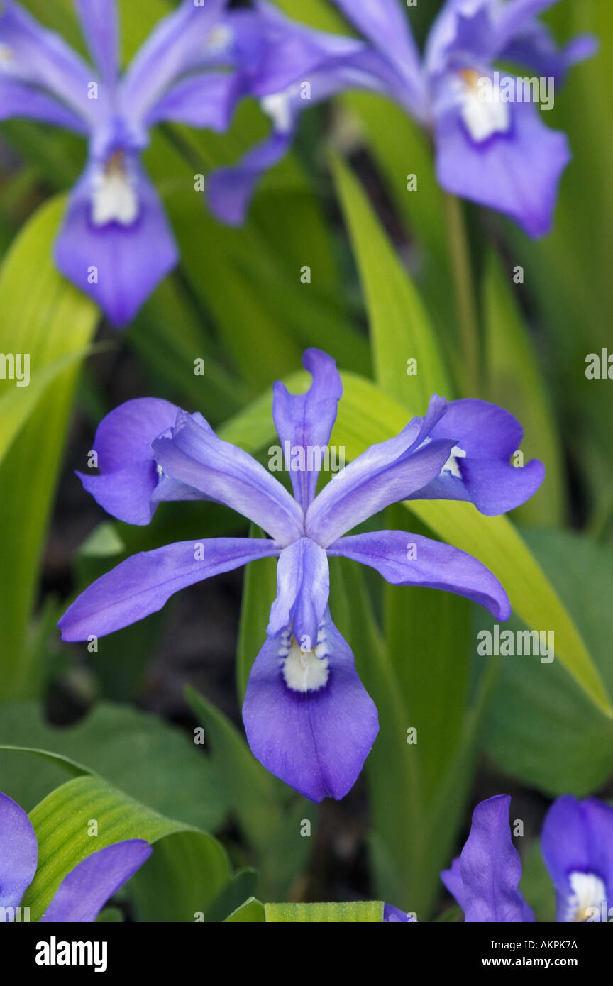 Dwarf Crested Iris Iris cristata Great Smoky Mountains National Park Utah Banque D'Images