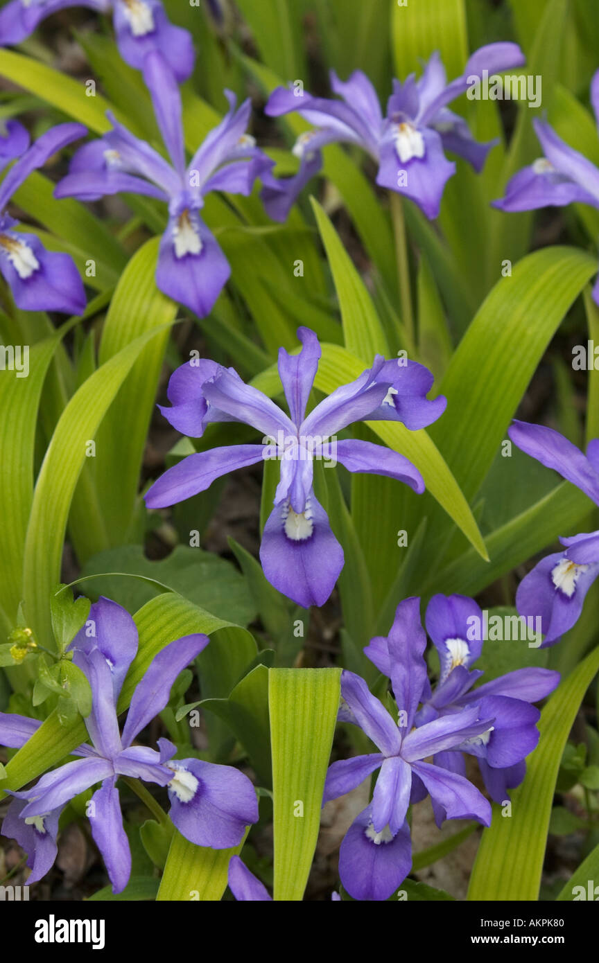 Iris nain à crête dans le Great Smoky Mountains National Park Utah Banque D'Images