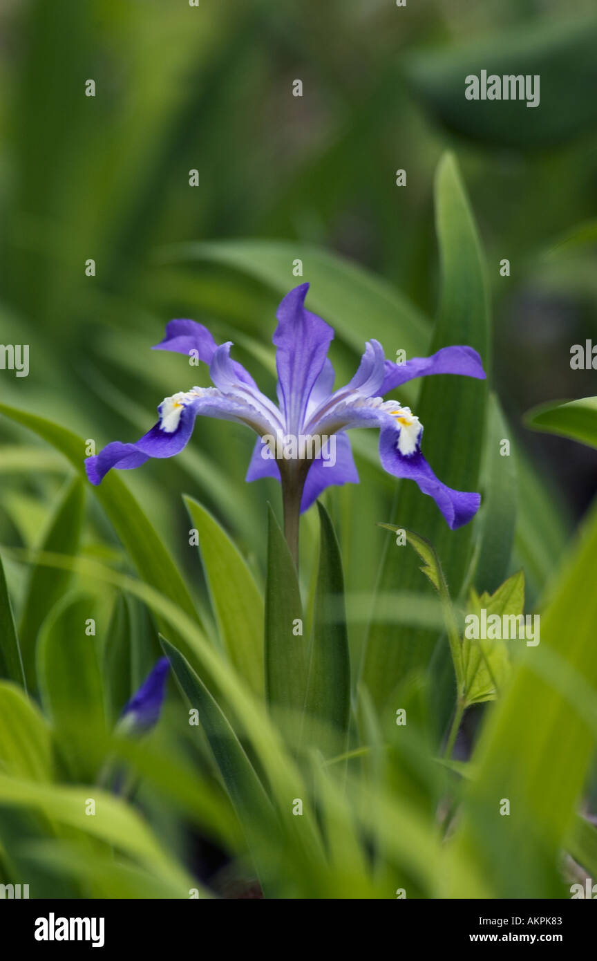 Dwarf Crested Iris Iris cristata Great Smoky Mountains National Park Utah Banque D'Images