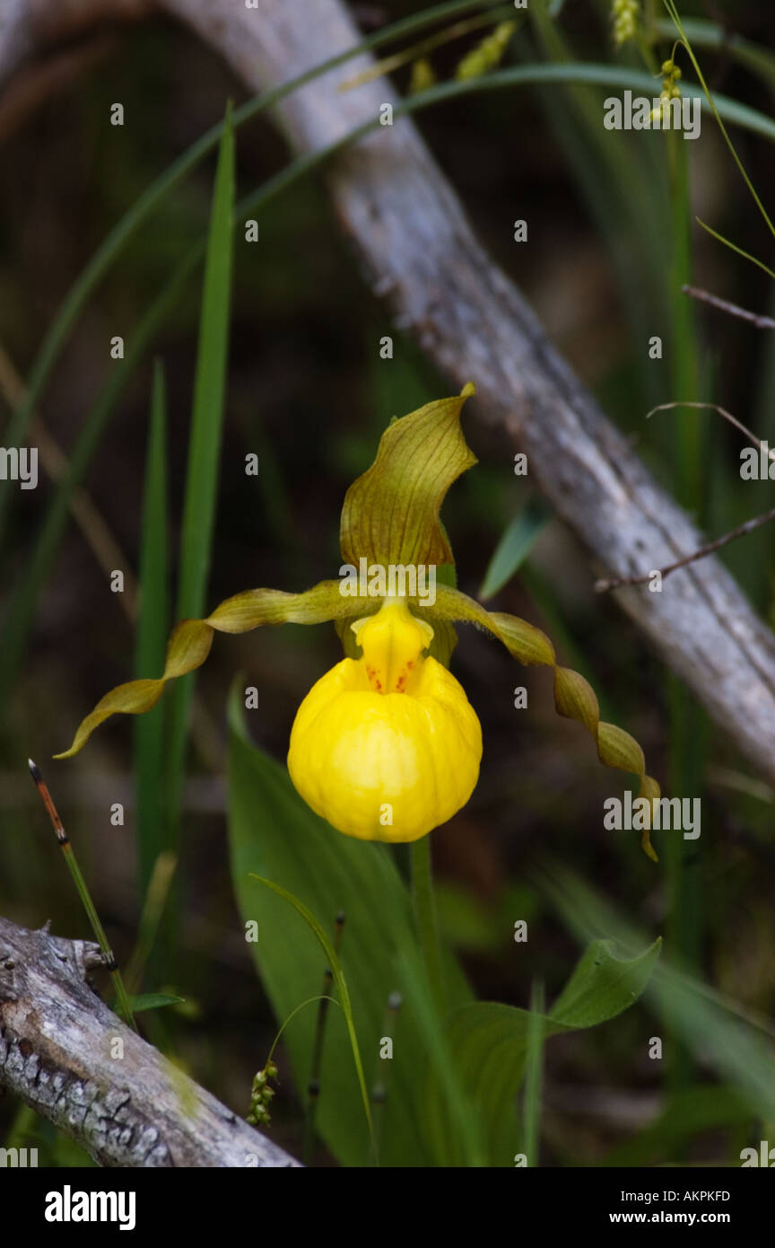 Lady s jaune Cypripedium pubescens Door County Wisconsin Banque D'Images