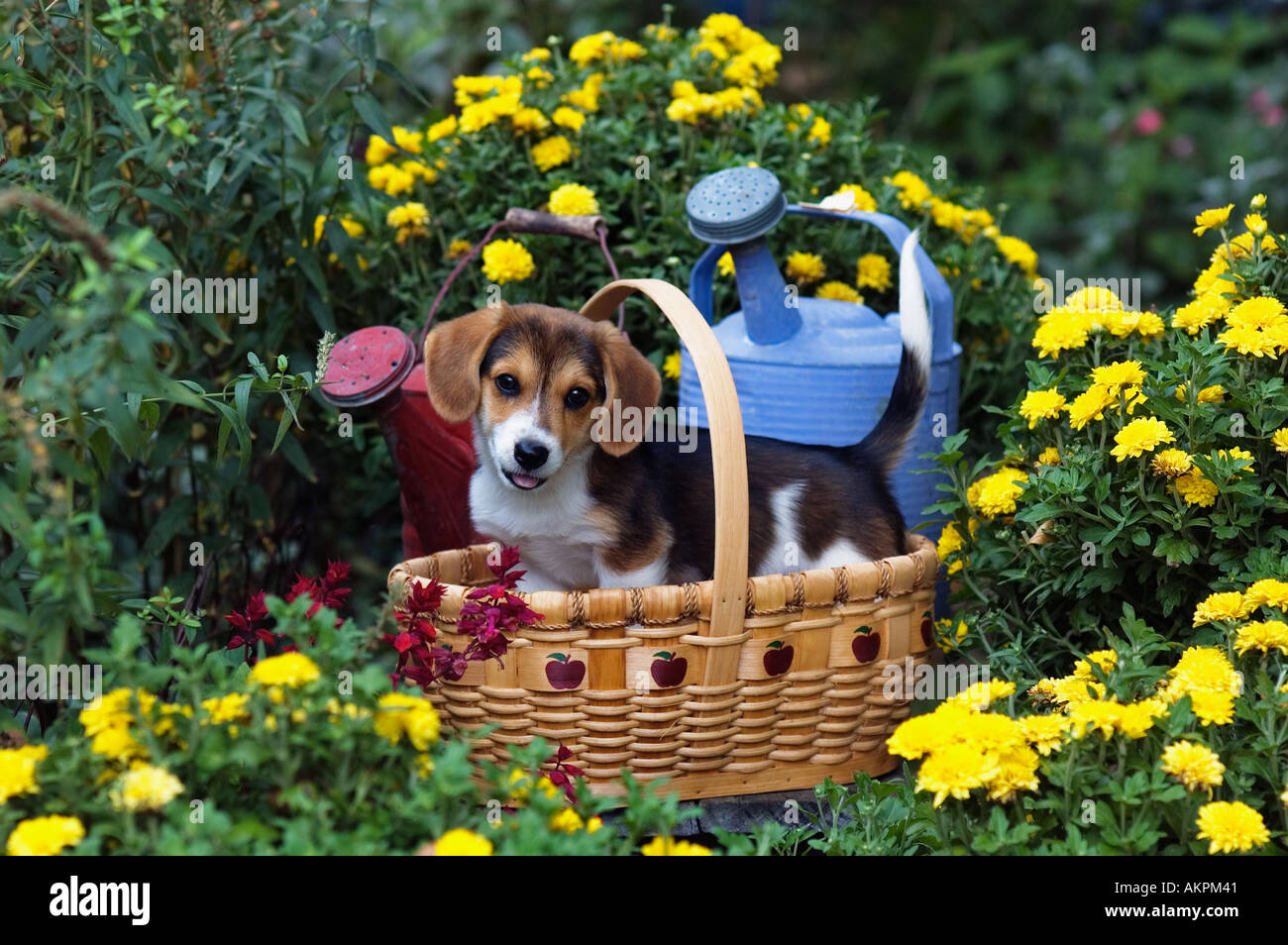 Mixed Breed Puppy dans panier de jardin Banque D'Images