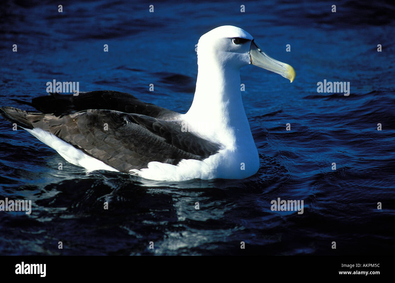 Albatros Kaikoura flottant sur l'eau Banque D'Images