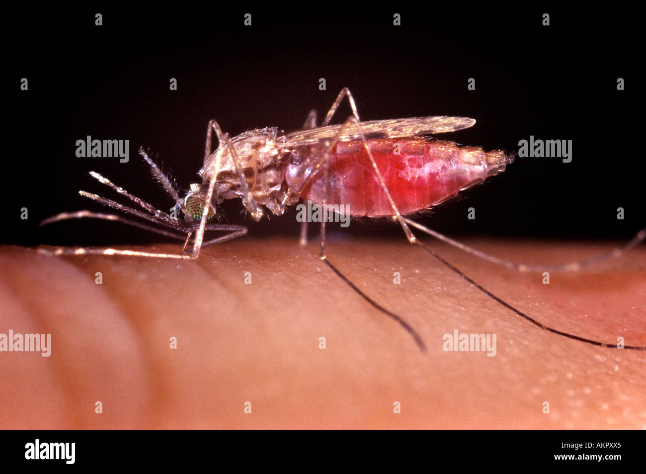 Alimentation femelle moustique Anopheles gambiae illustré gorgées de sang parasite vecteur du paludisme Banque D'Images