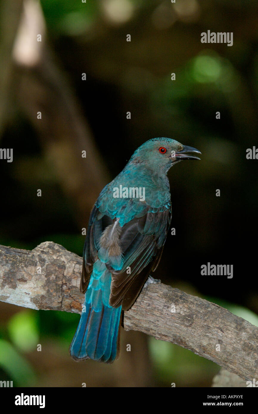 Fée asiatique femelle Bluebird Banque D'Images