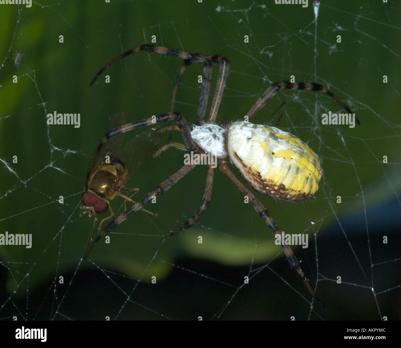 Jardin Araignée Argiope trifasciata bagués sur femelle pour envelopper syrphe proies Banque D'Images