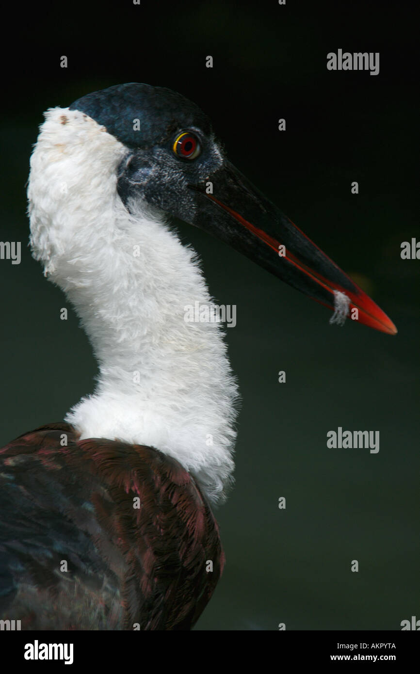 Stork Ciconia episcopus laineux Necked Banque D'Images