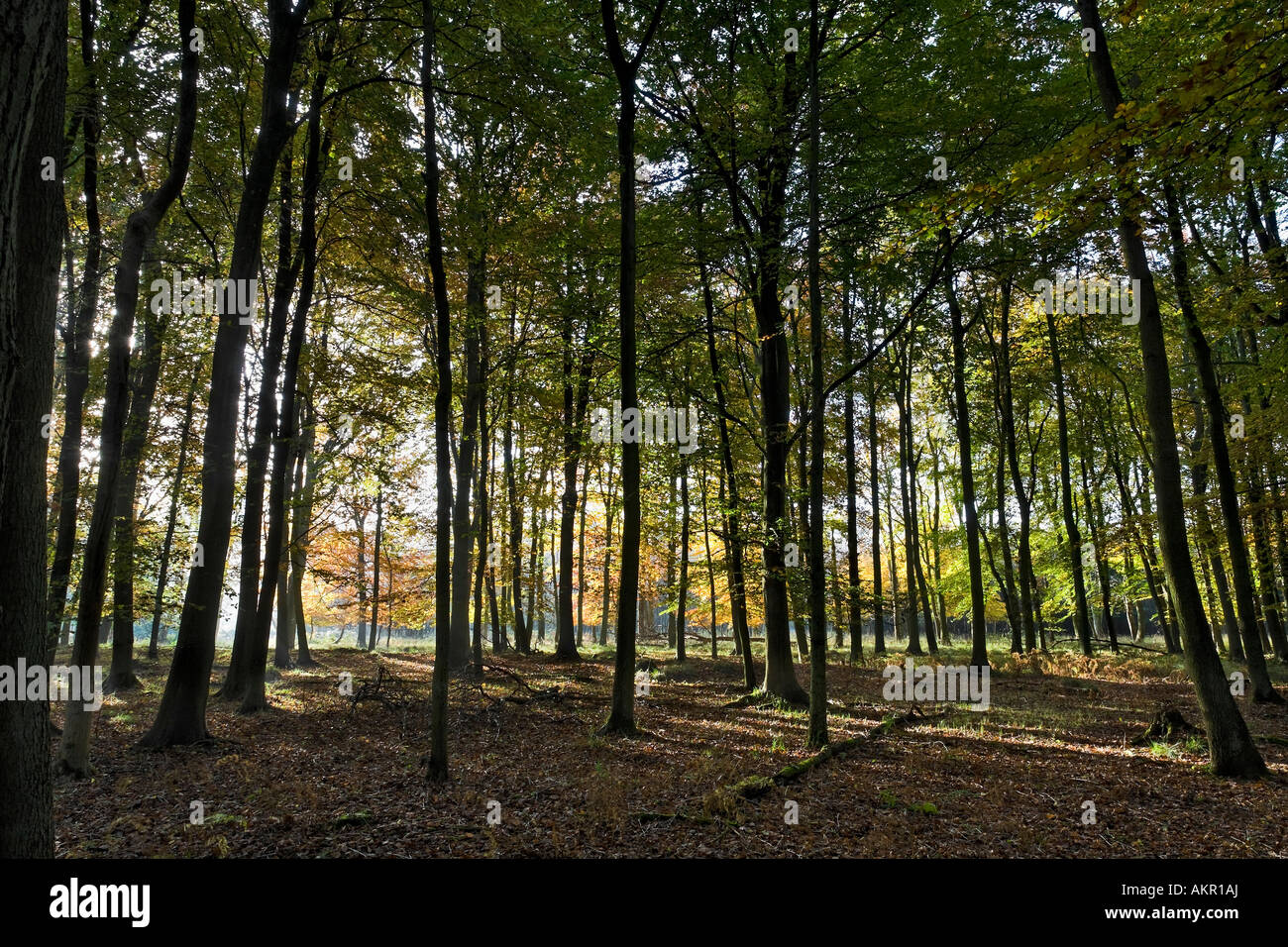 Forestiers Ashridge Buckinghamshire Banque D'Images