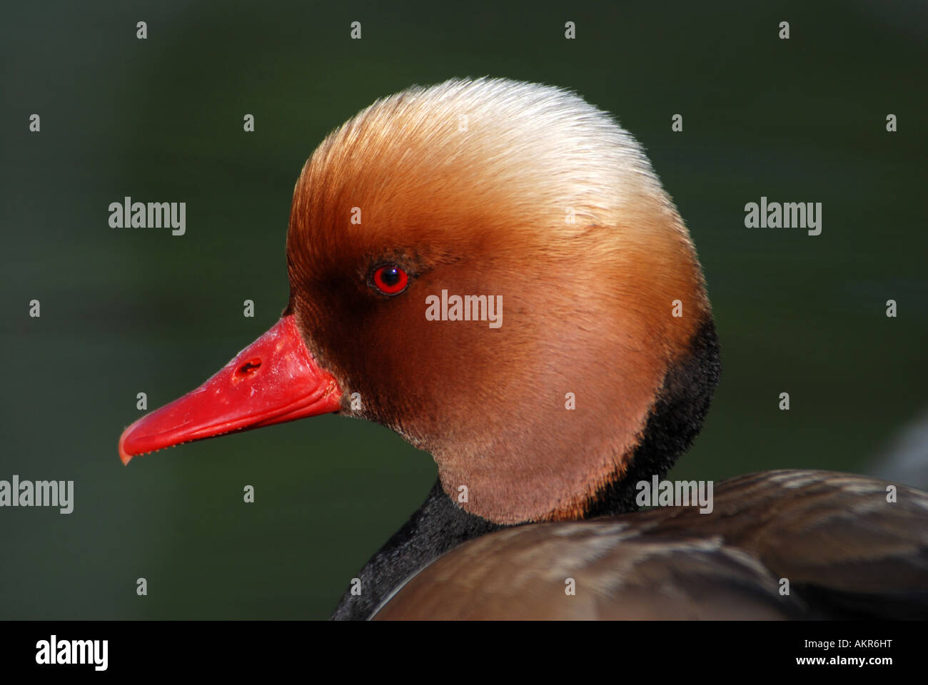 Red crested Pochard, ruifna netta, le lac de Thoune en Suisse Banque D'Images