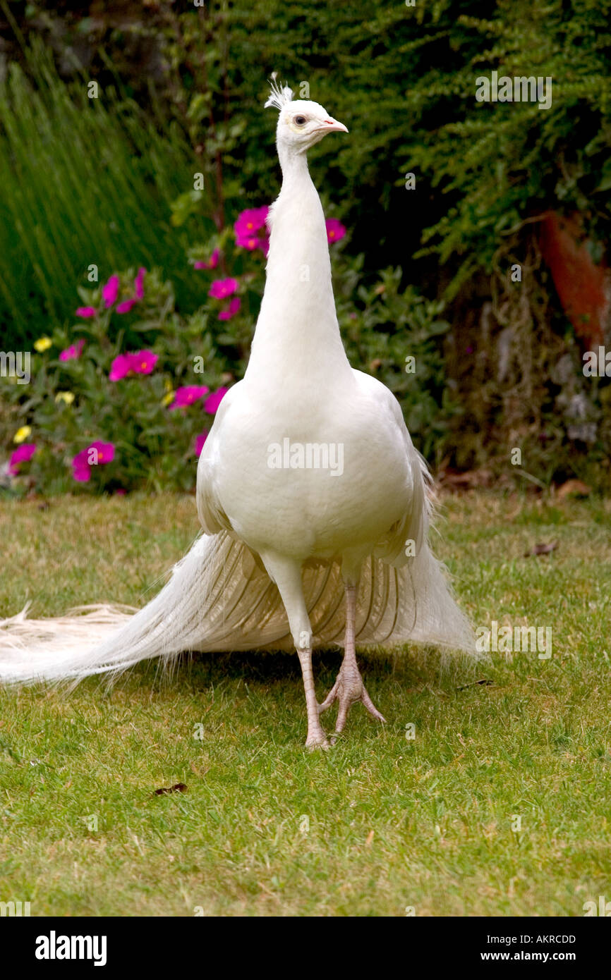 Albino paon Banque D'Images