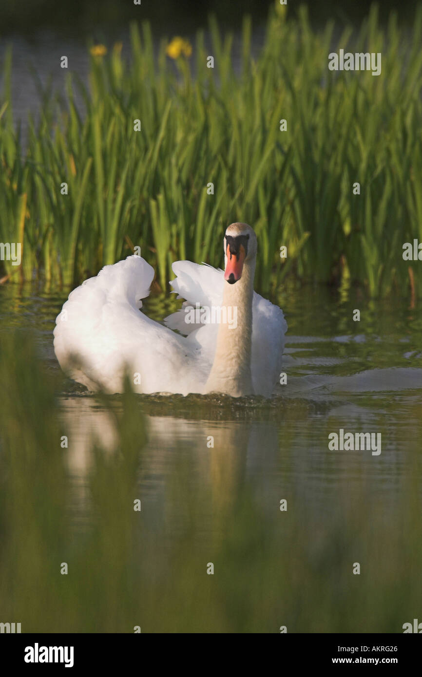 Swan flottant sur l'eau dans une réserve naturelle Banque D'Images