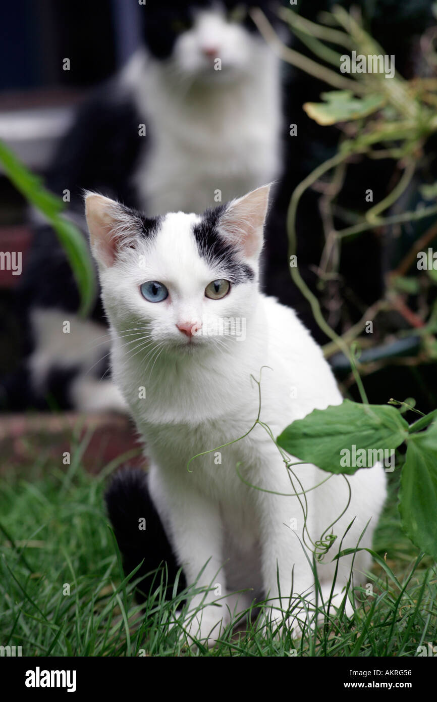 Un mignon petit chaton noir et blanc femelle avec les yeux impairs assis à l'extérieur dans jardin avec un autre chat dans l'arrière-plan Banque D'Images