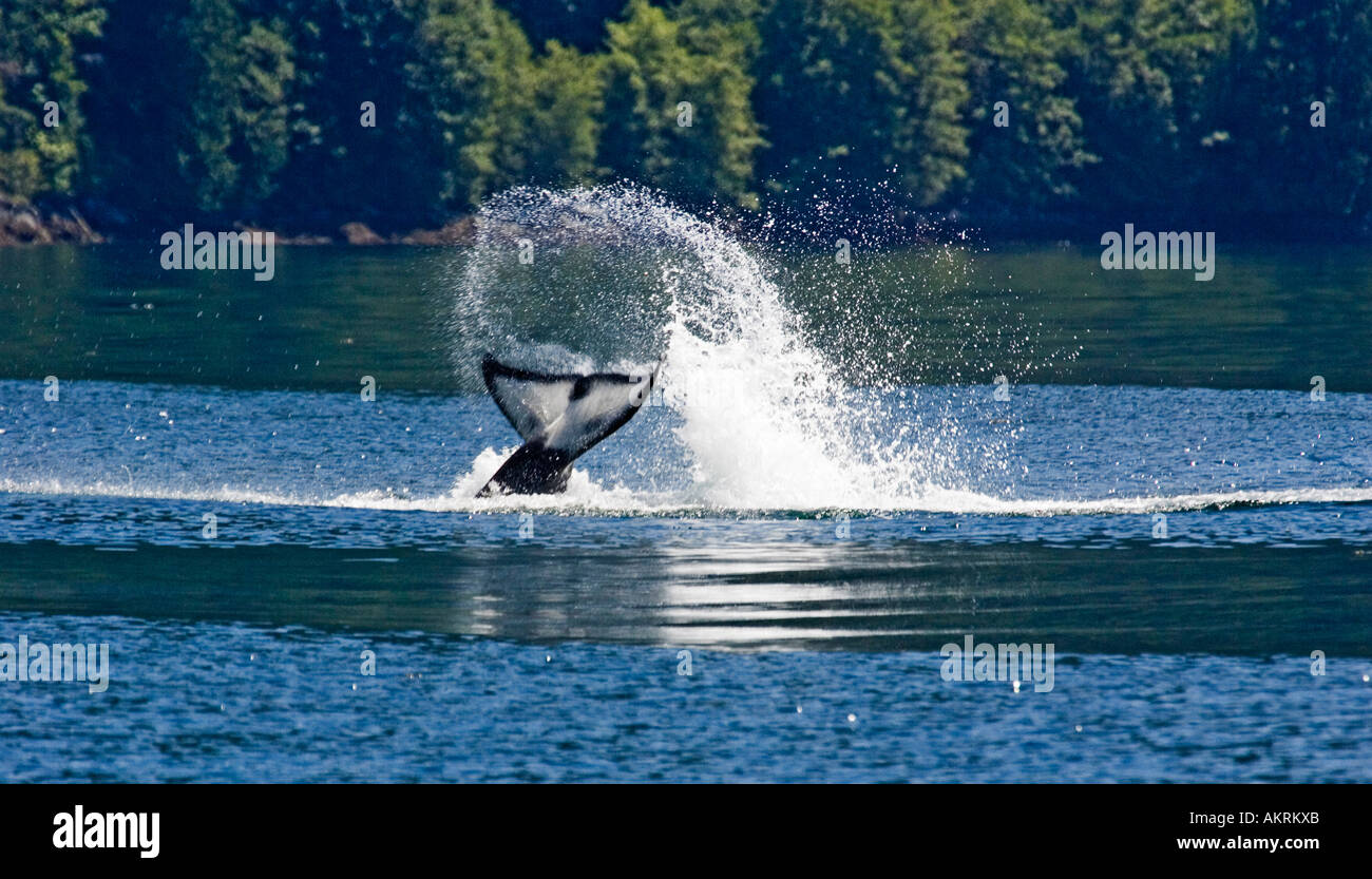 L'Épaulard aux environs du détroit de Johnstone British Columbia Banque D'Images