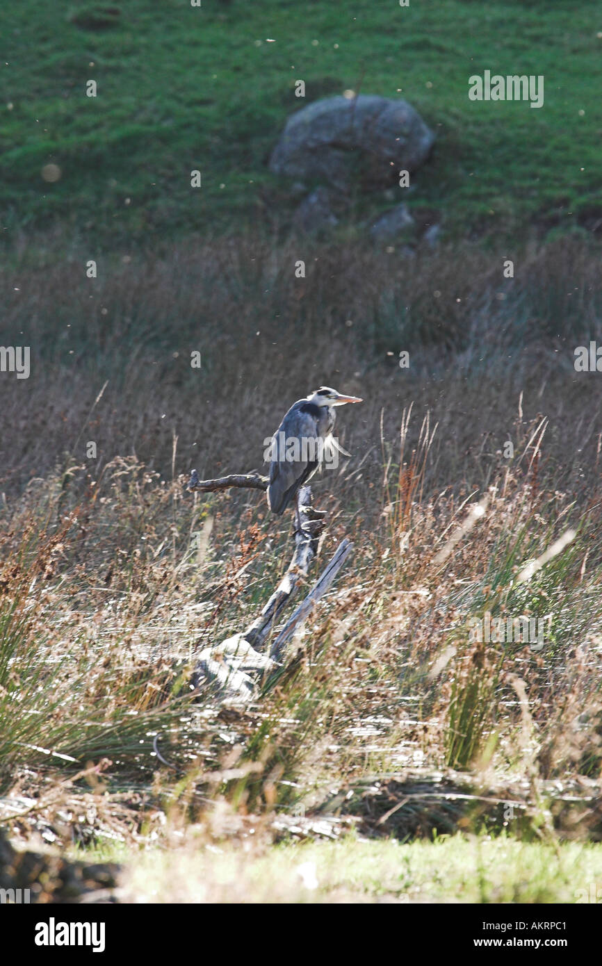 Assis sur une souche heron en pêche marais Banque D'Images
