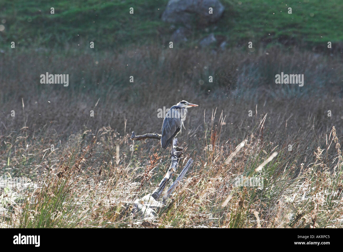 Assis sur une souche heron en pêche marais Banque D'Images