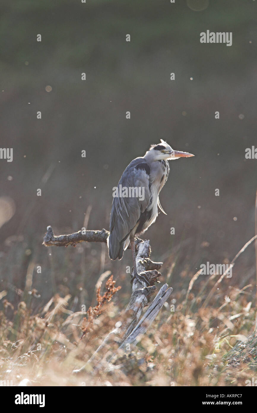 Assis sur une souche heron en pêche marais Banque D'Images
