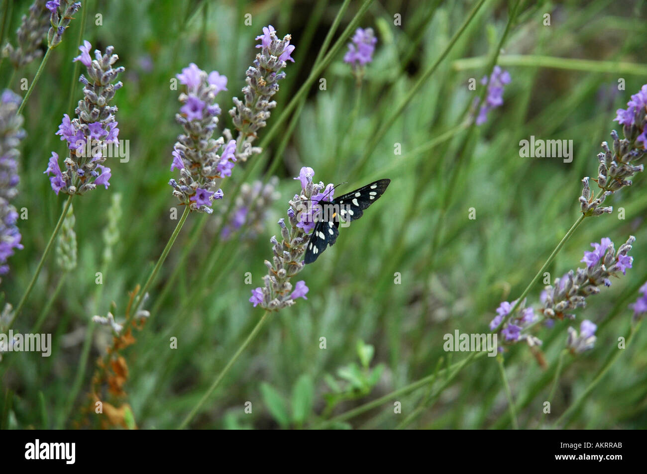 Syntomis Phegea butterfly on Flower Italie Banque D'Images