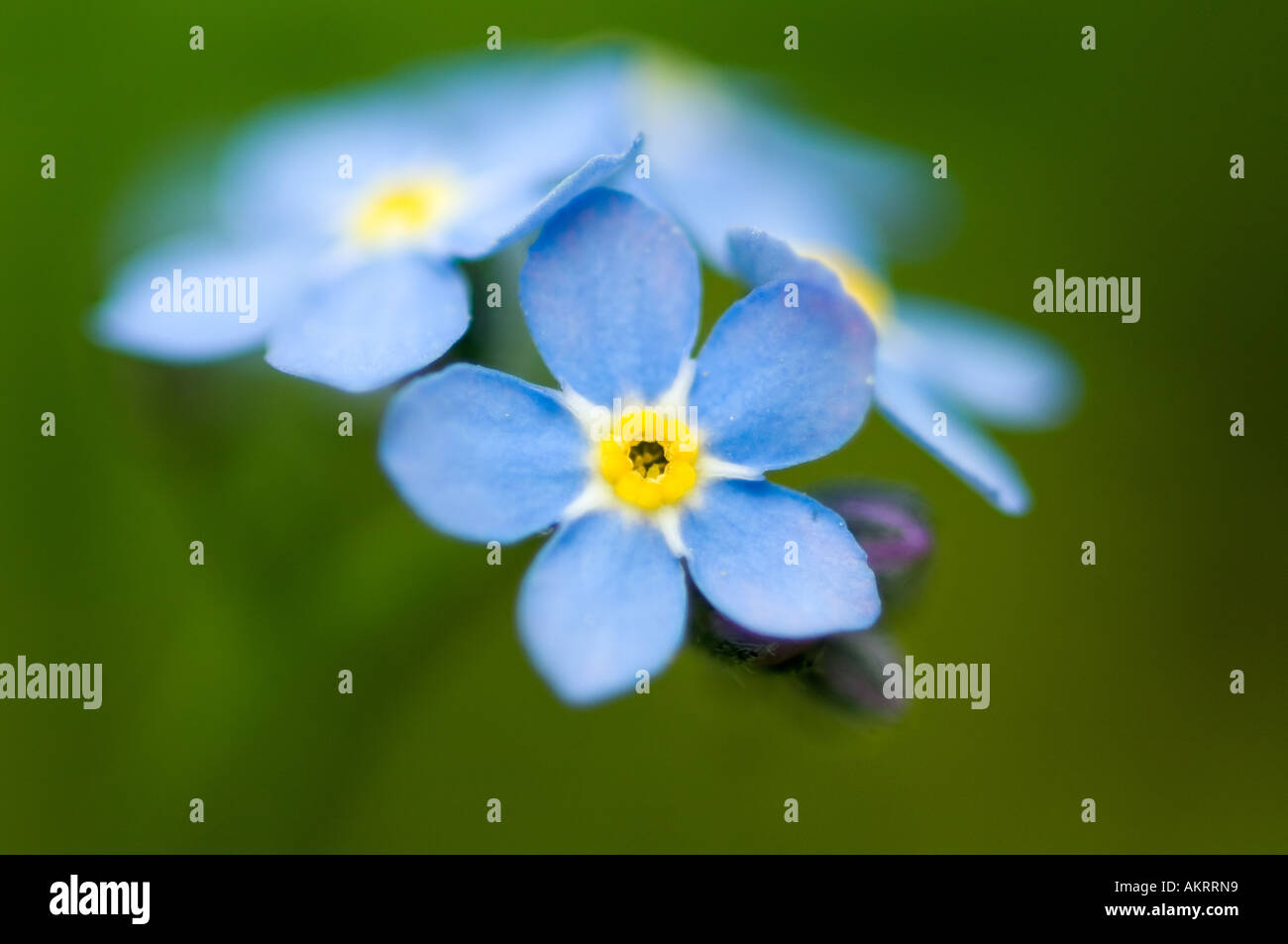 Photo Gros plan d'un groupe de fleurs ne m'oublie pas Banque D'Images