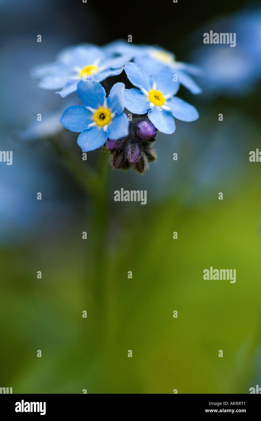 Photo Gros plan d'un groupe de fleurs ne m'oublie pas Banque D'Images