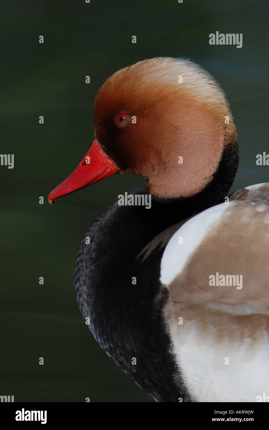 Red crested Pochard, ruifna netta, le lac de Thoune en Suisse Banque D'Images