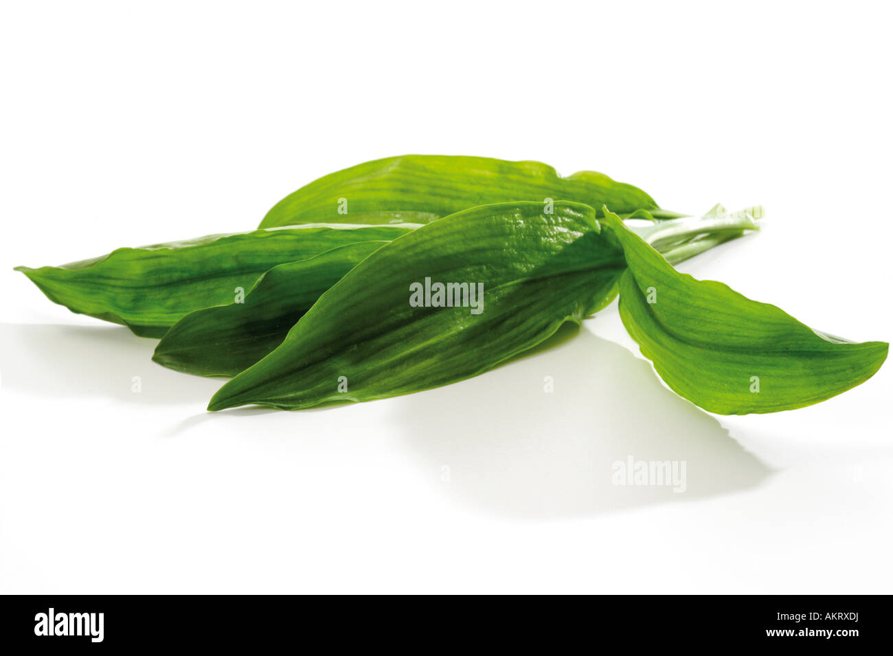 Ramson, close-up Banque D'Images