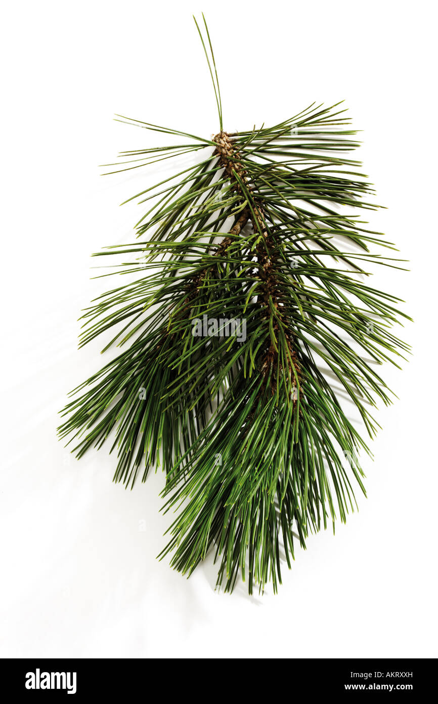 Morceau de pin (Pinus), close-up Banque D'Images