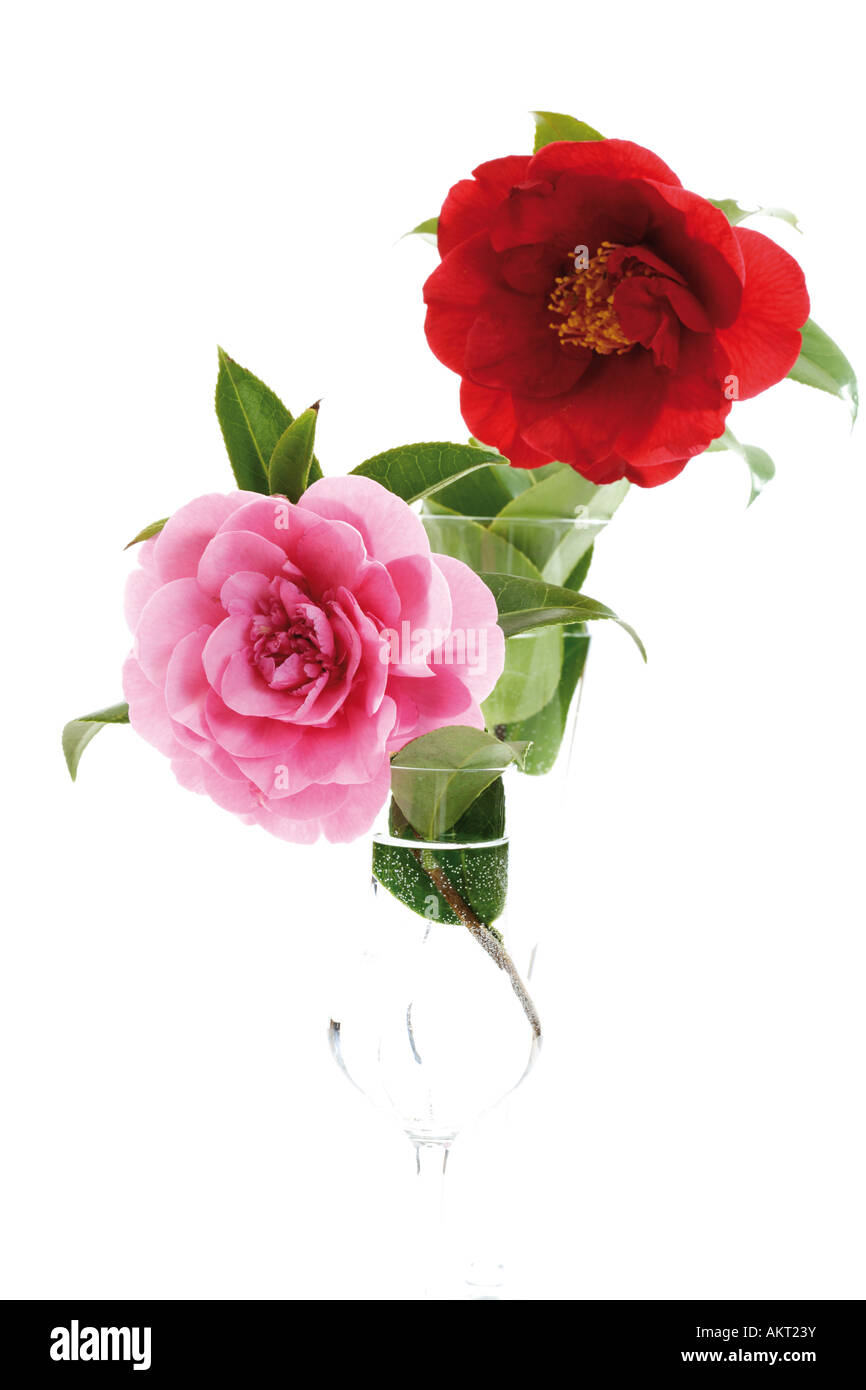 Camélias roses et rouges, (Camellia japonica), close-up Banque D'Images