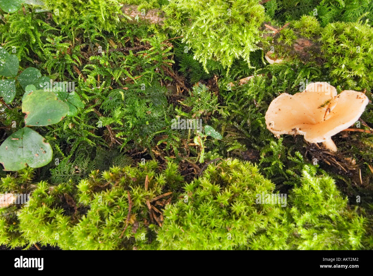 La masse de la forêt printemps champignons jusqu'au sol naturel sol in-situ bois forêt herbe vert mousse de champignons Xylobiont Miel Banque D'Images