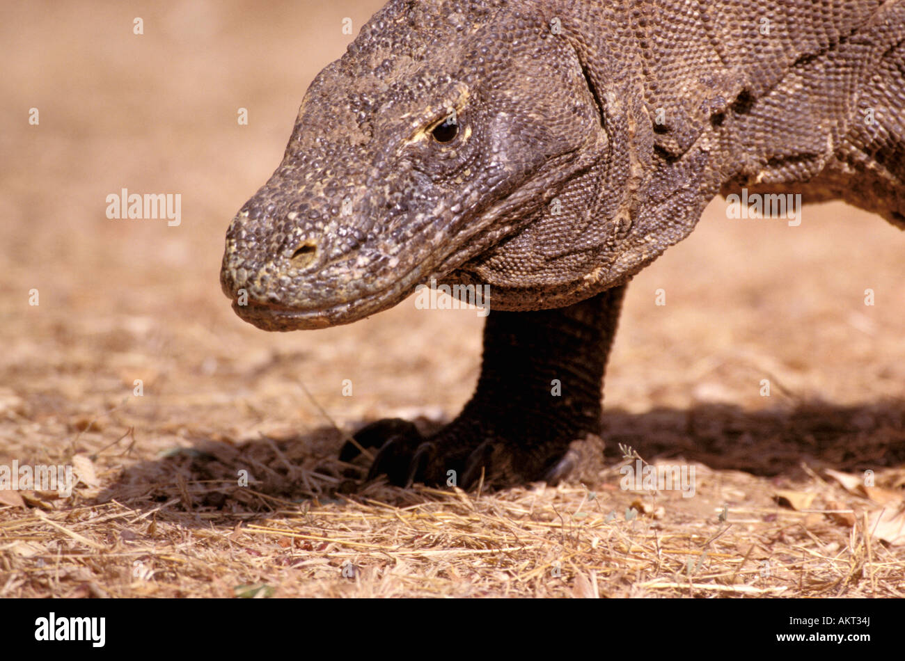 L'Asie, l'Indonésie, l'île de Komodo. Dragon de Komodo (Varanus komodensis) Banque D'Images