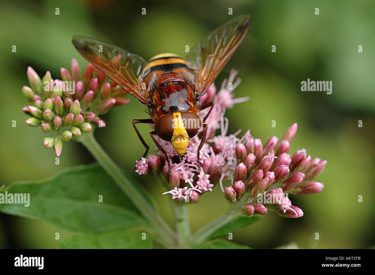 Hoverfly la collecte de nectar sur plante de chanvre Banque D'Images