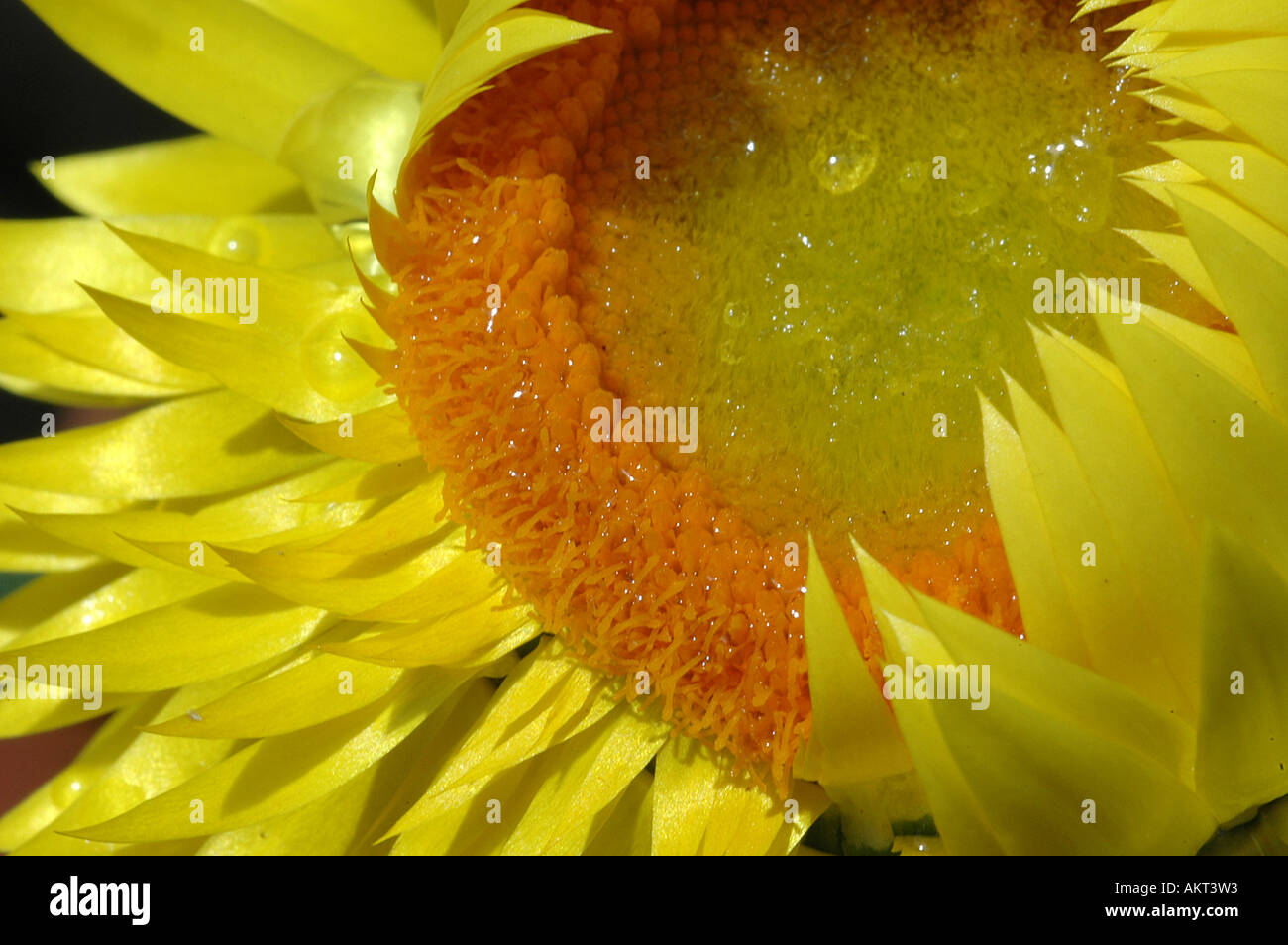 Fleur de paille jaune Banque D'Images