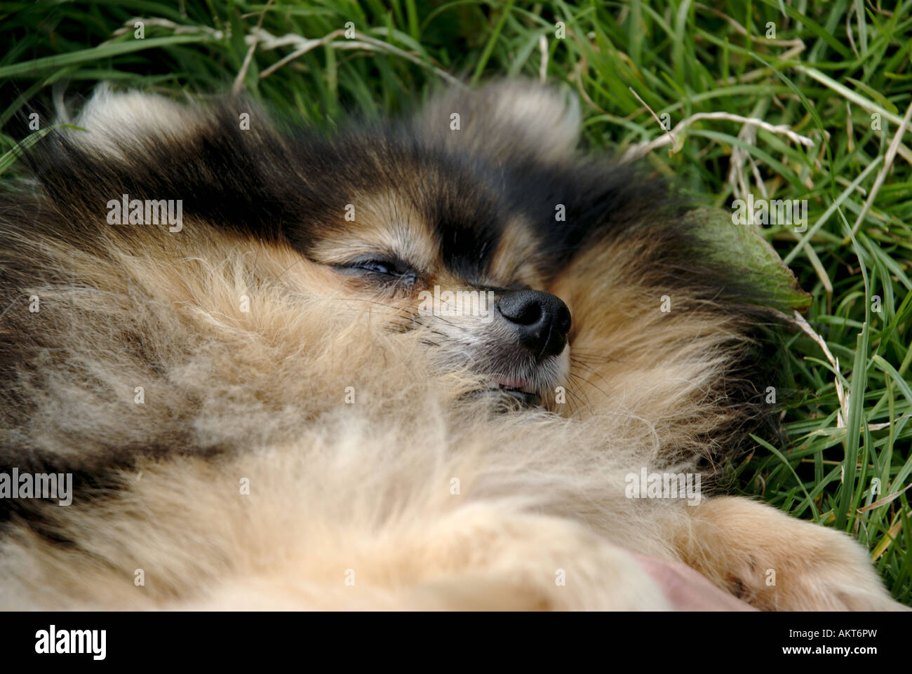 Petit chien dans l'herbe Banque D'Images