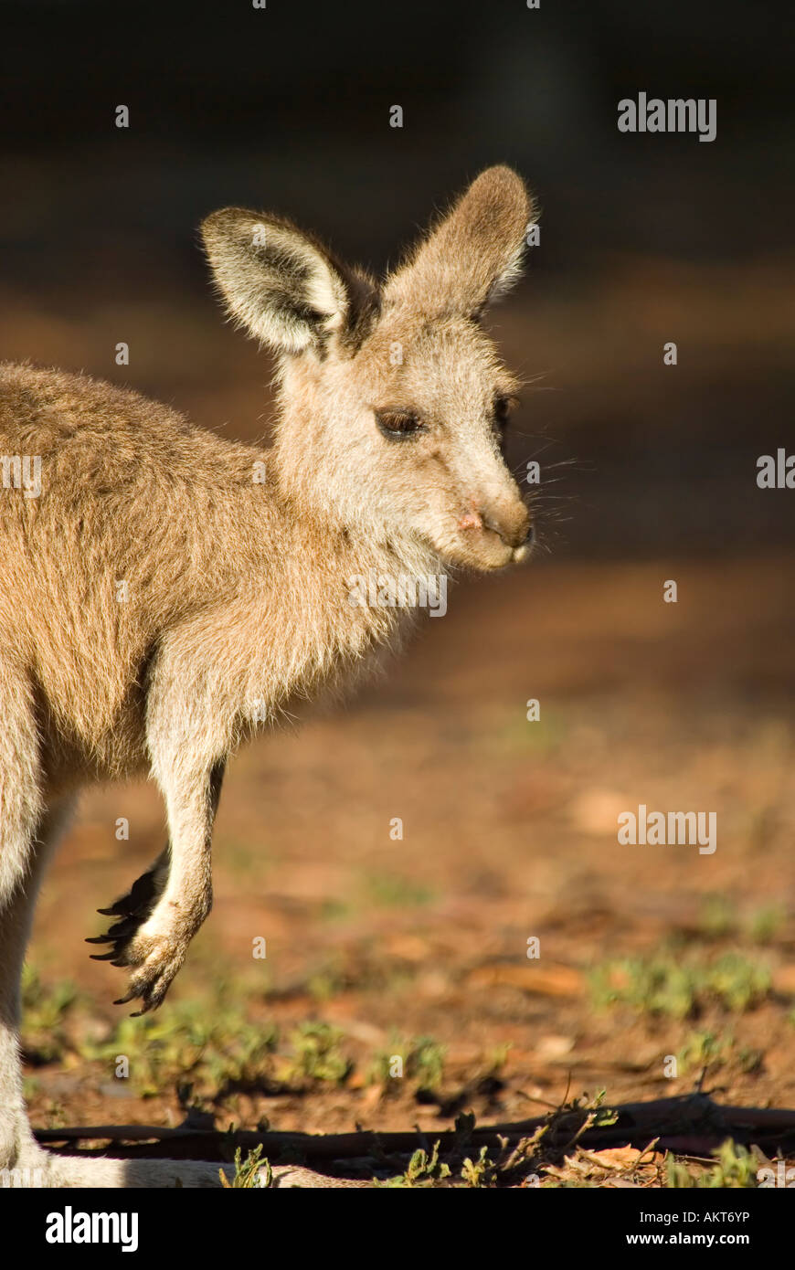 Photo d'un kangourou gris de l'Est de l'Australie Banque D'Images