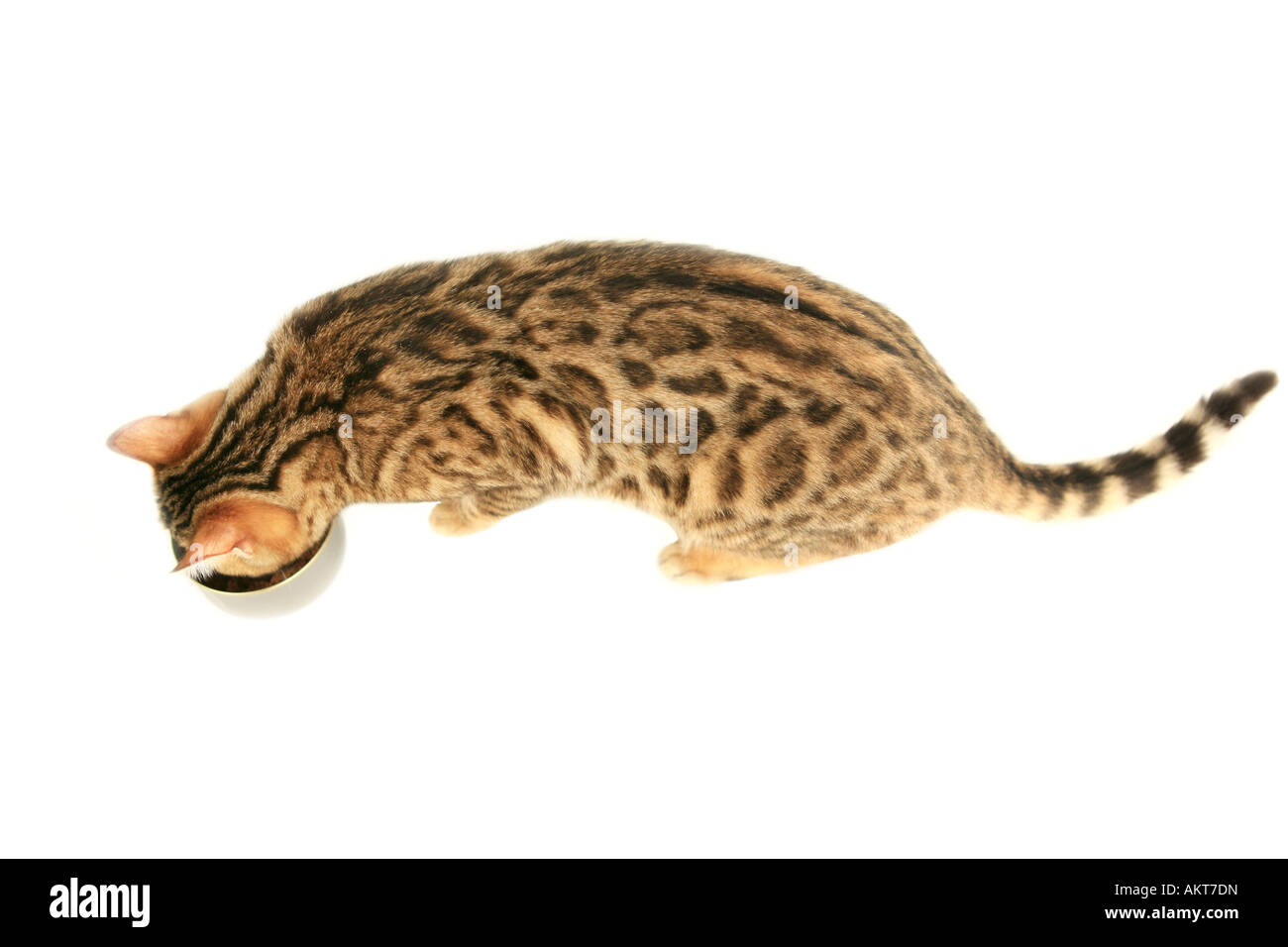 Manger de la nourriture de chat Bengal Cat Vue de dessus Banque D'Images Manger de la nourriture de chat Bengal Cat Vue de dessus Banque D'Images
