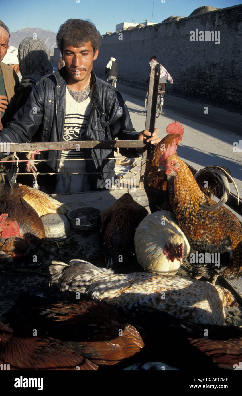 Poulets sur charrette Kaboul Afghanistan Banque D'Images