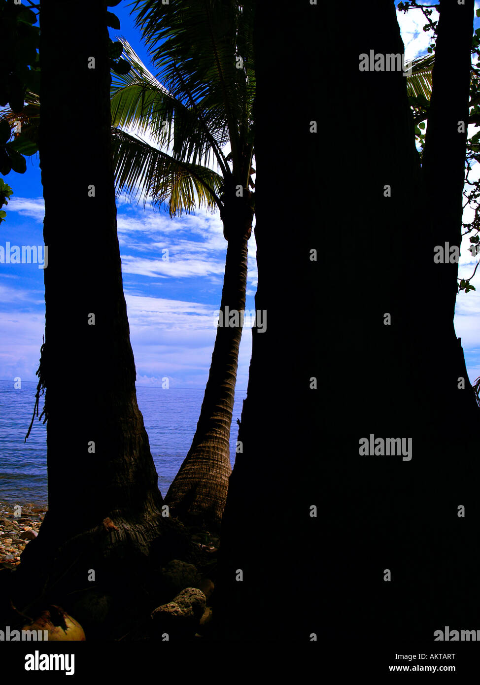 Tropical Island Palms Banque D'Images