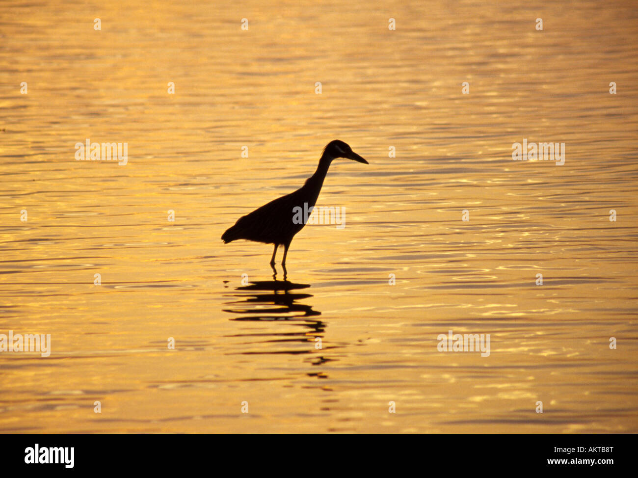 Un petit héron se trouve dans une baie peu profonde à la recherche du seigneur juste avant le coucher du soleil Banque D'Images
