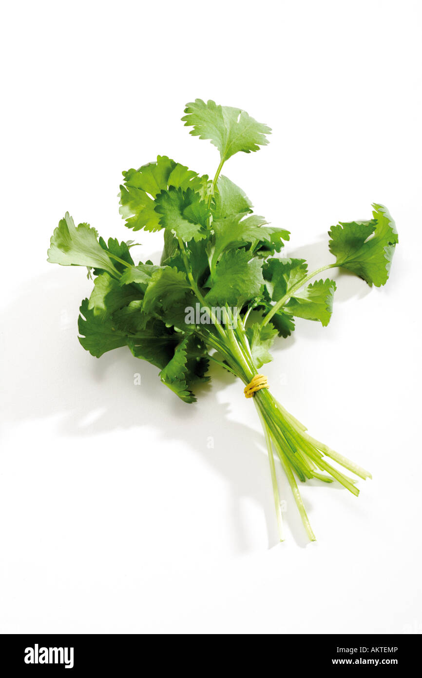 La coriandre, coriandre, close-up Banque D'Images