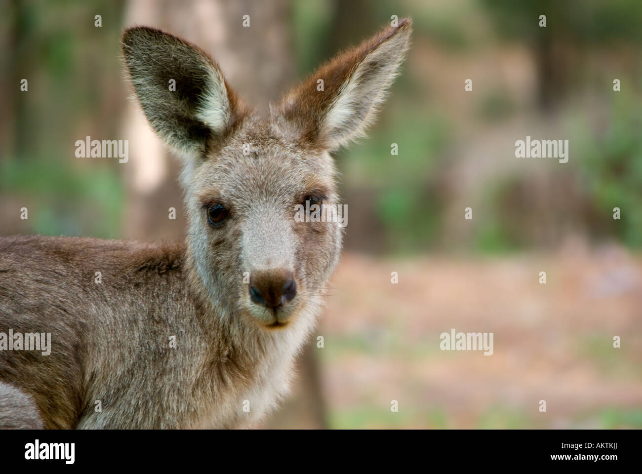 Photo d'un kangourou gris de l'Est de l'Australie Banque D'Images