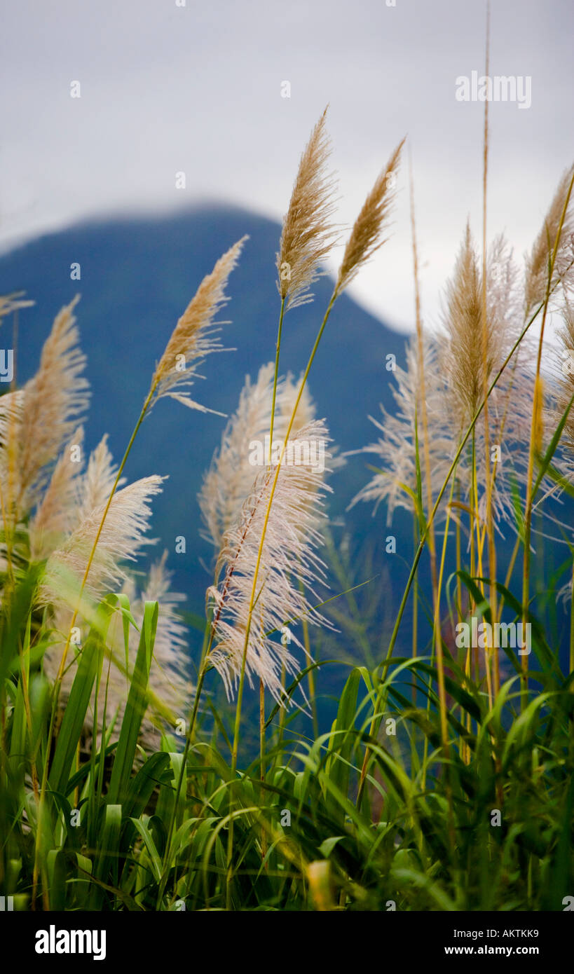 La Canne à Sucre Forme Fleurs Délicates Dans La Brise Légère