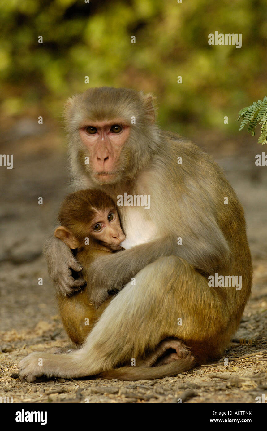 Le Macaque Rhesus Macaca Mulatta Mere Et Bebe Dans La Region De Bharatpur Keoladeo Ghana National Park Ou Sanctuaire Le Rajasthan L Inde Photo Stock Alamy Le Macaque Rhesus Macaca Mulatta Mere Et Bebe Dans La Region De Bharatpur Keoladeo Ghana National Park Ou Sanctuaire Le Rajasthan L Inde Photo Stock Alamy