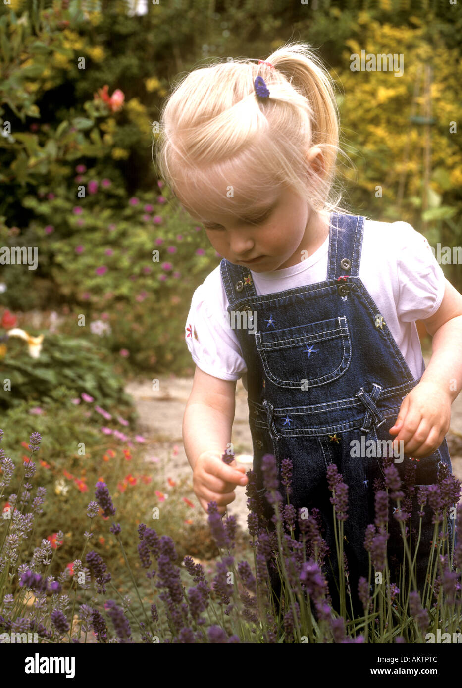 Tout-petit à la recherche à des fleurs de lavande avec intérêt dans le jardin Banque D'Images