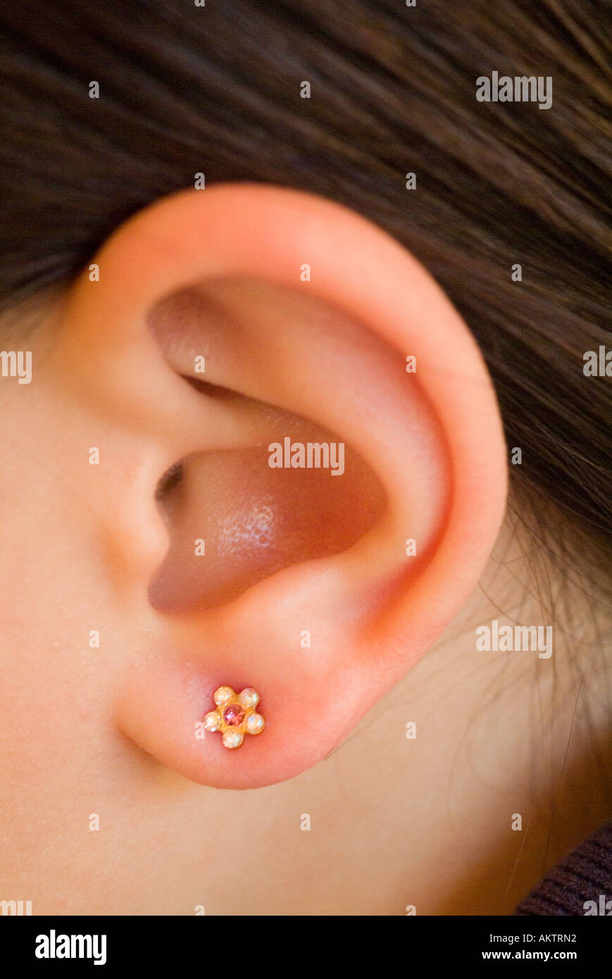 Les Perce Oreille Banque D Image Et Photos Alamy