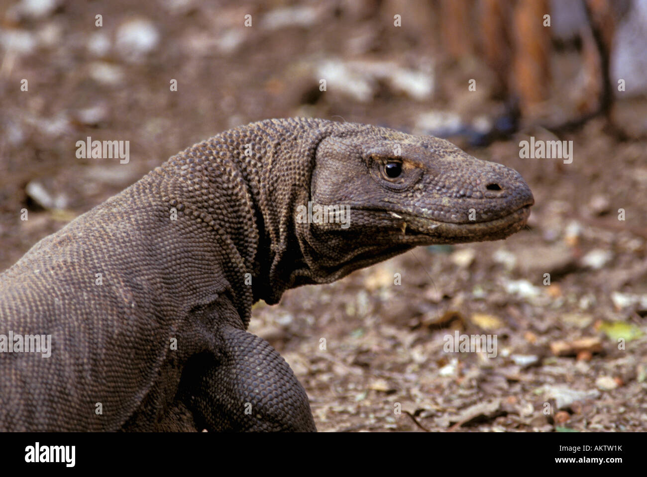 L'Asie, l'Indonésie, de Rinca. Dragon de Komodo (Varanus komodensis) Banque D'Images