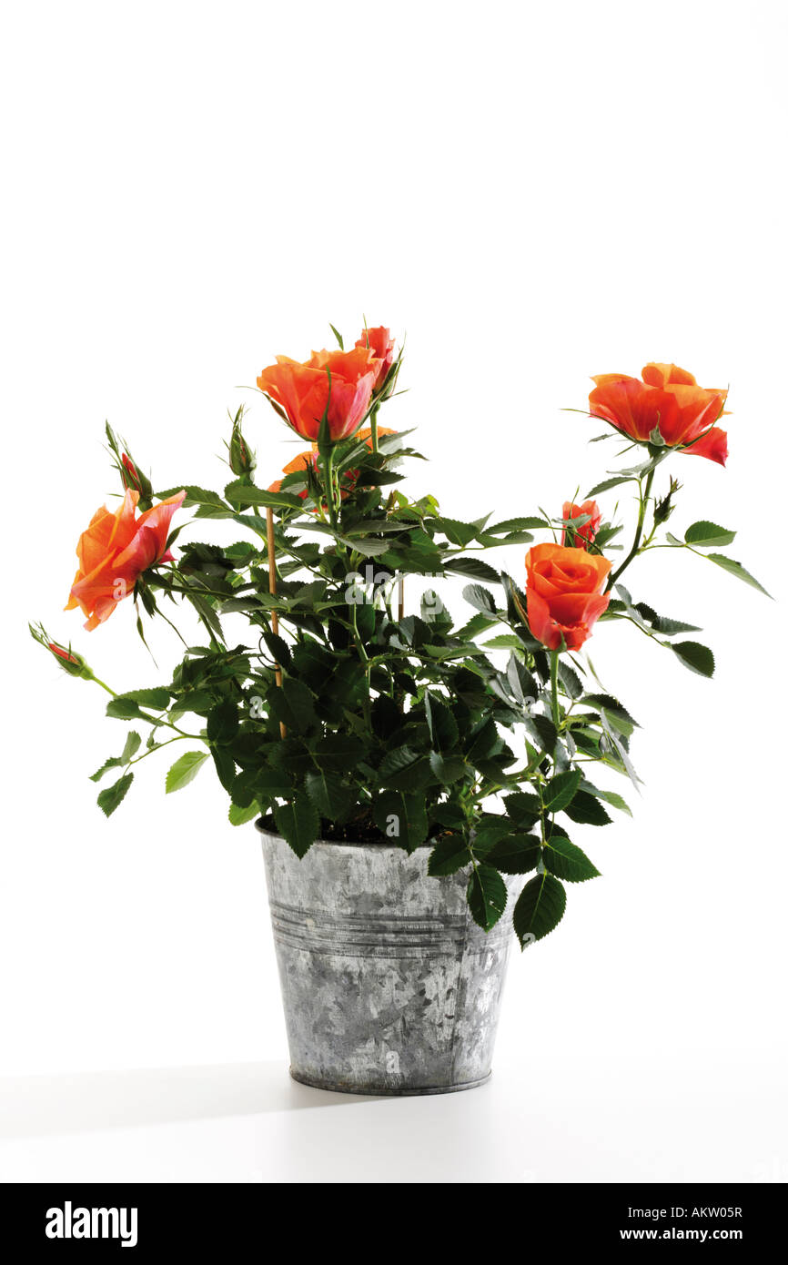Roses Orange en plante en pot, close-up Banque D'Images