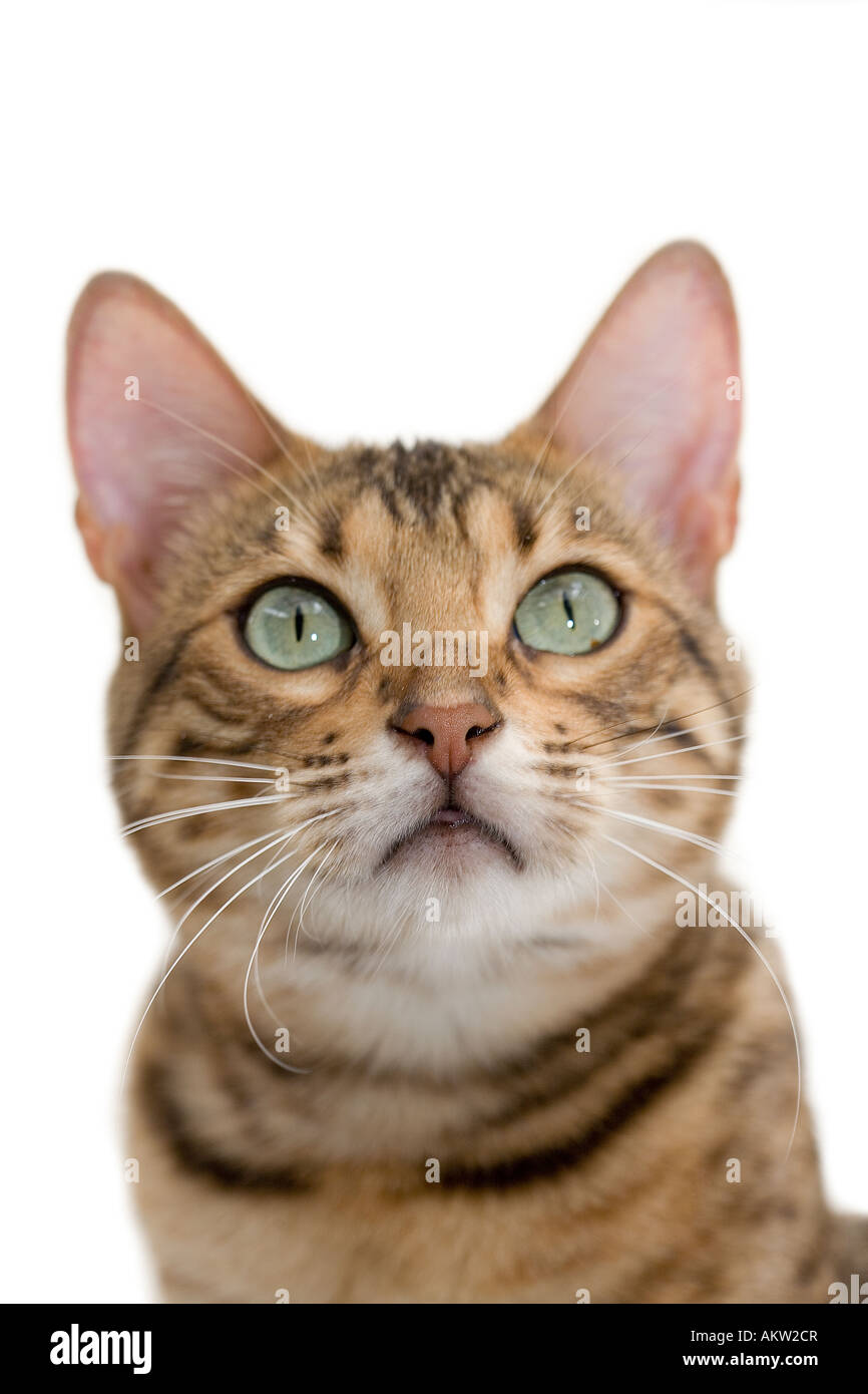 Bengal Cat looking up isolated on white Banque D'Images Bengal Cat looking up isolated on white Banque D'Images