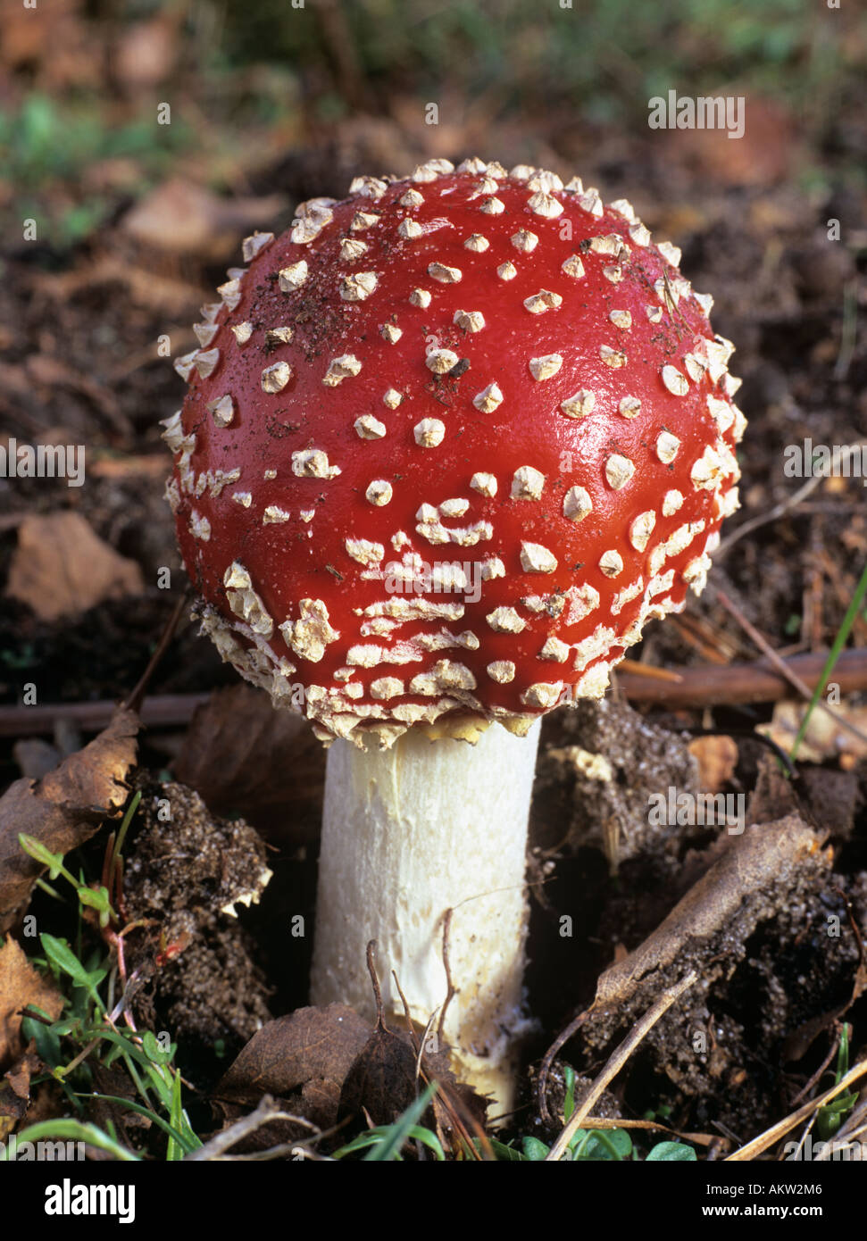Agaric mouche Amanita muscaria champignon rouge apparu récemment la fructification, poussant dans les bois. Angleterre Royaume-Uni Grande-Bretagne Banque D'Images